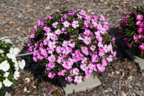 SOL LUNA™ Lilac