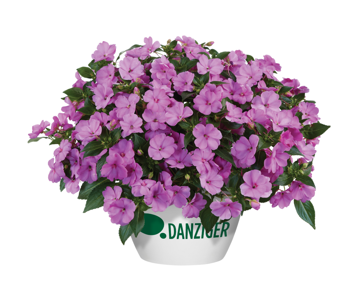 SOL LUNA™ Lilac