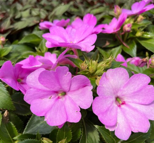 SOL LUNA™ Lilac