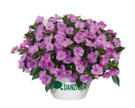 SOL LUNA™ Lilac