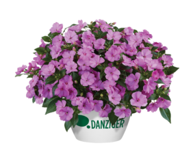 SOL LUNA™ Lilac