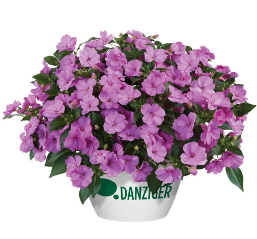 SOL LUNA™ Lilac