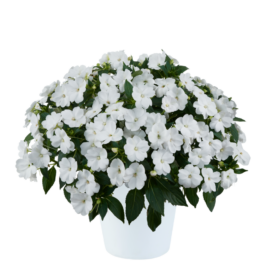 SOL LUNA™ White