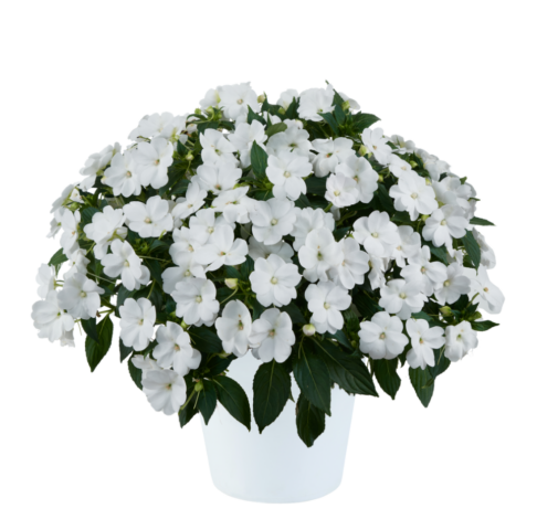 SOL LUNA™ White