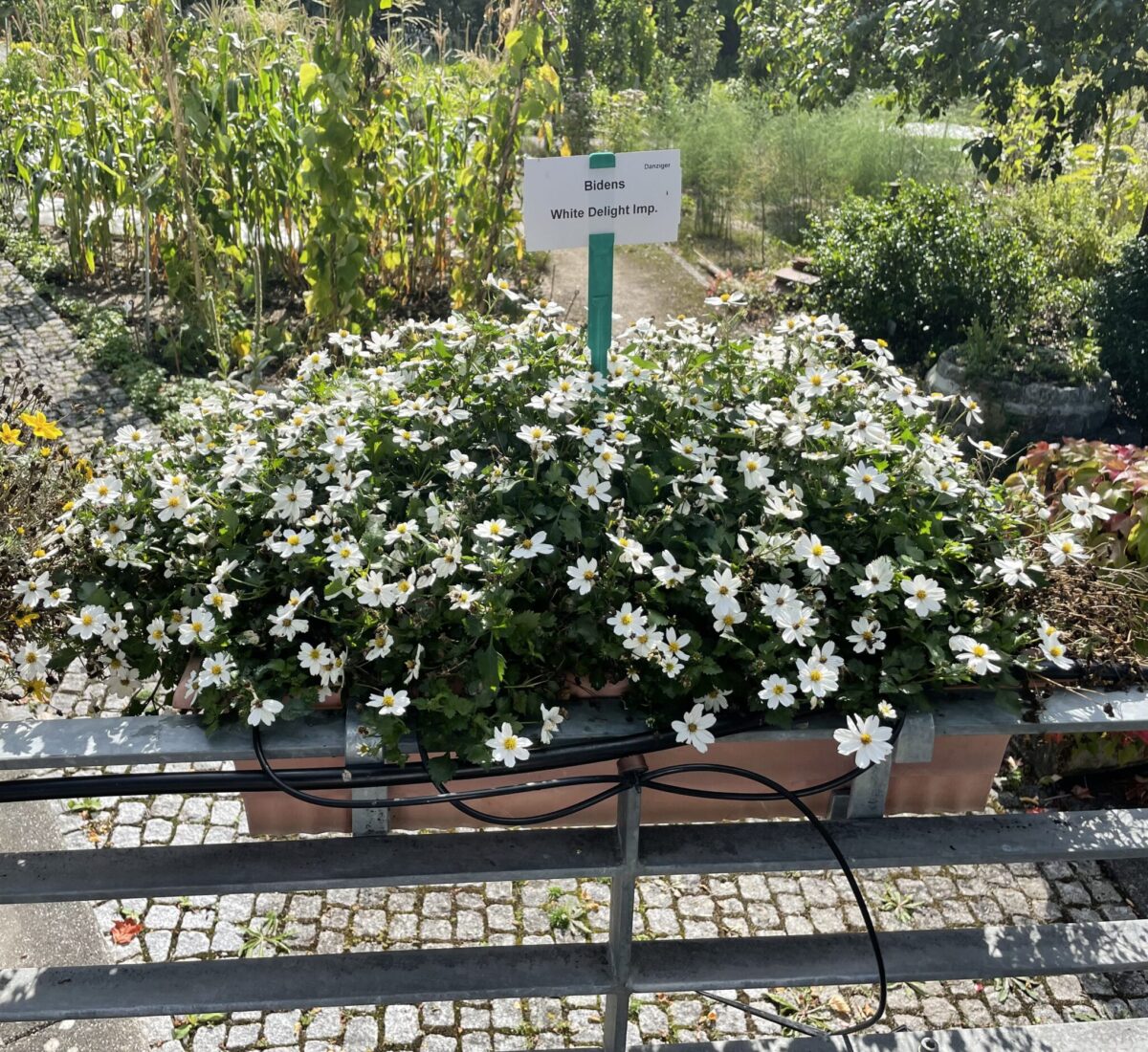 White Delight™ Improved