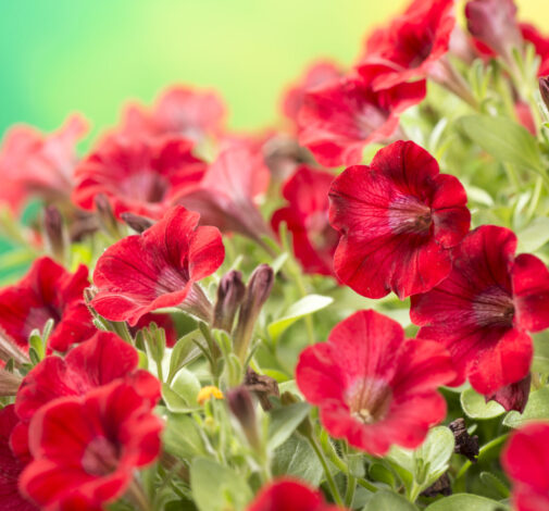COLIBRI™ Bright Red