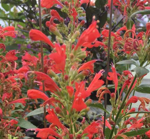 Kudos™ Red