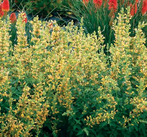 Kudos™ Yellow