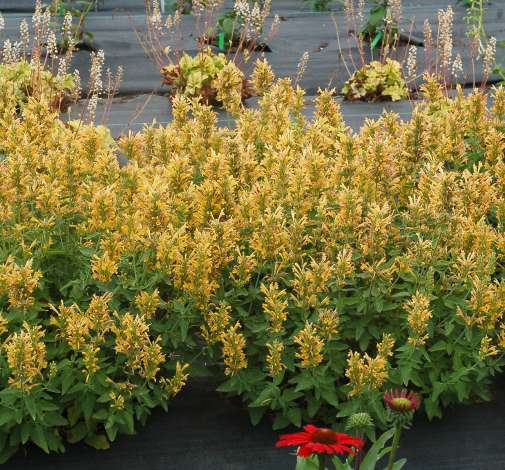 Poquito™ Butter Yellow