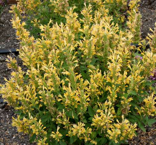 Poquito™ Butter Yellow