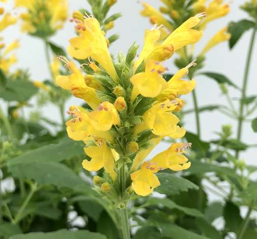 Poquito™ Butter Yellow
