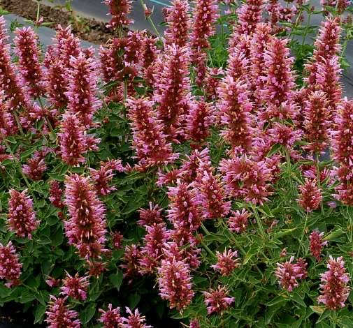 Poquito™ Lavender
