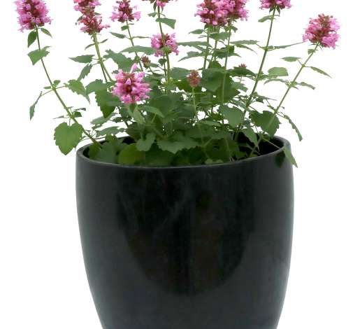 Poquito™ Lavender
