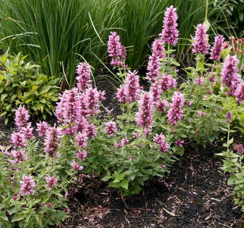 Poquito™ Lavender