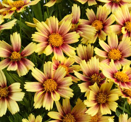 Solanna™ Sunset Burst