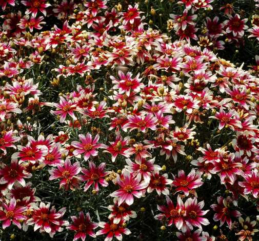 Sunstar™ Rose
