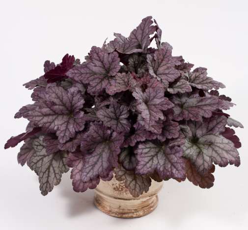 Kira™ Purple Rain Forest Improved