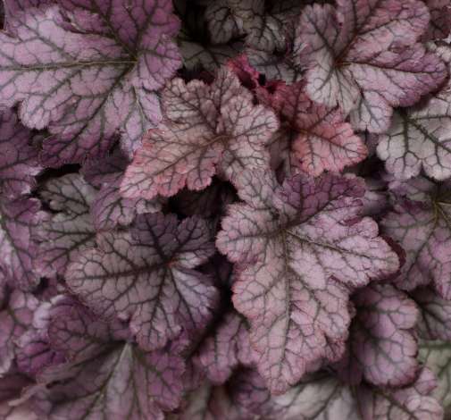 Kira™ Purple Rain Forest Improved