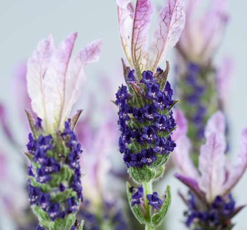 Laveanna™ Grand Purple
