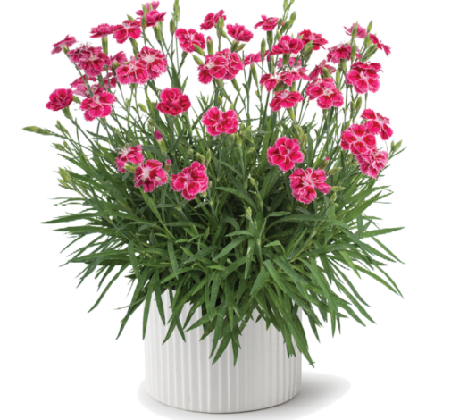 Delilah™ Bicolor Magenta