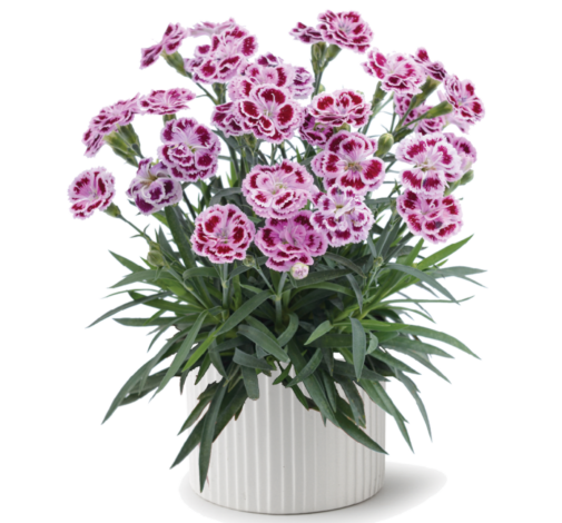Delilah™ Bicolor Purple