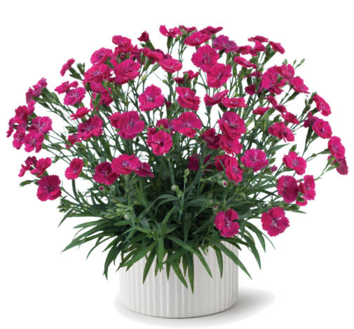 Delilah™ Magenta