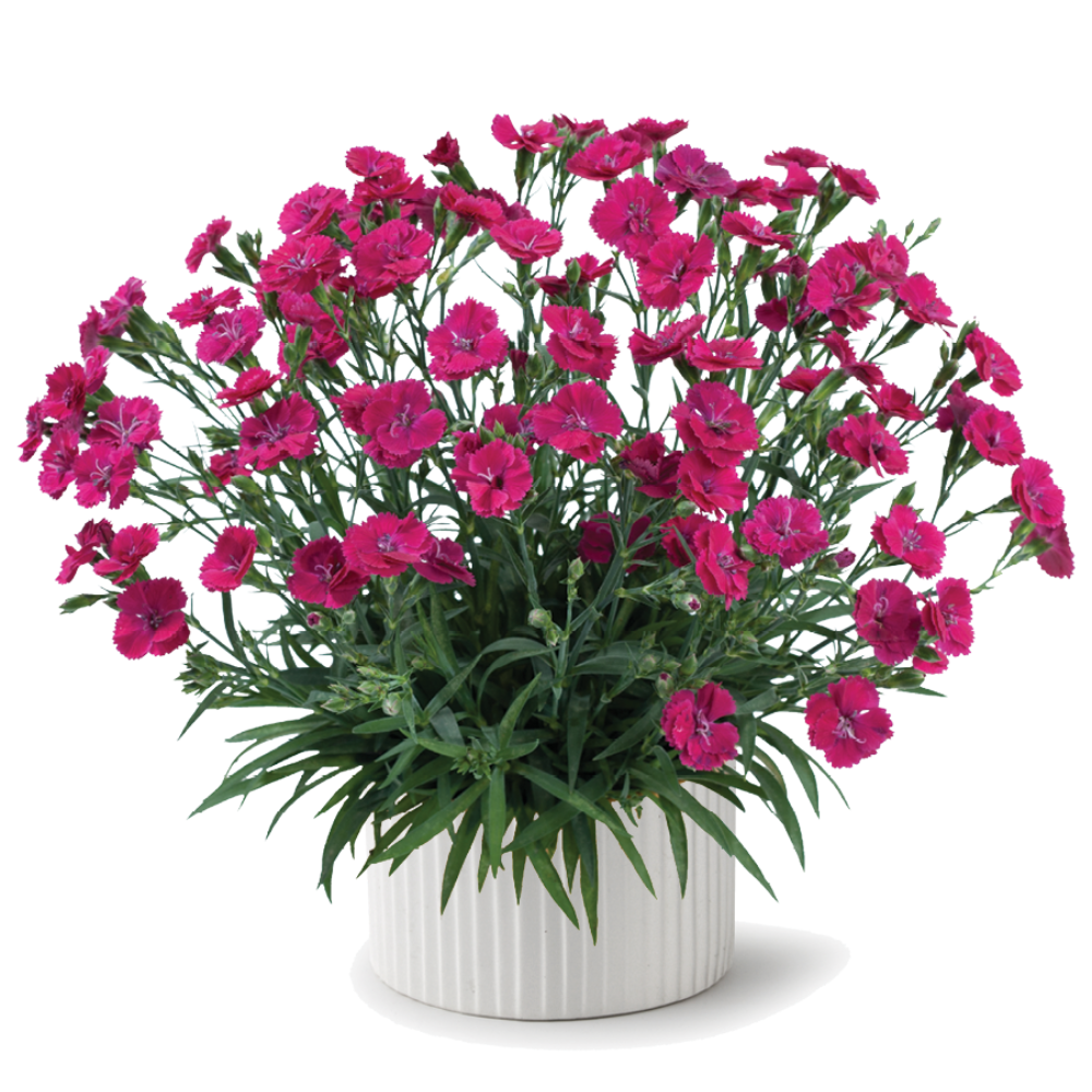 Delilah™ Magenta