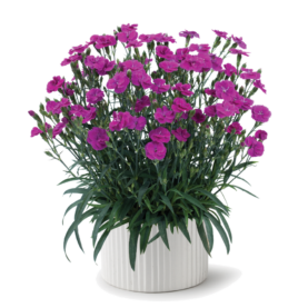 Delilah™ Purple