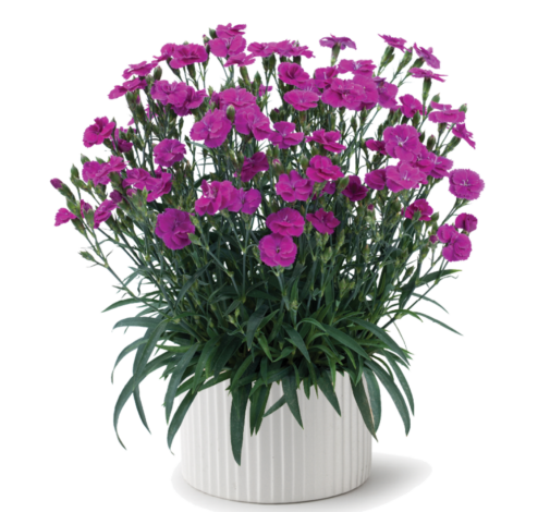 Delilah™ Purple
