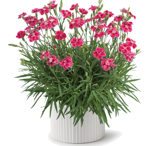 Delilah™ Bicolor Magenta