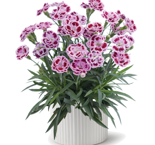 Delilah™ Bicolor Purple