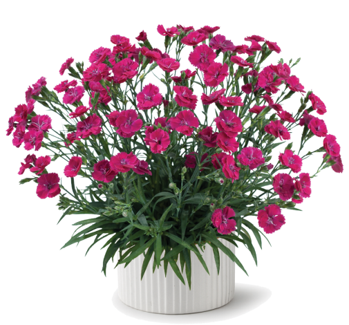 Delilah™ Magenta