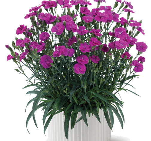 Delilah™ Purple