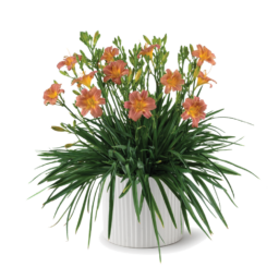 Endlesslily® Coral