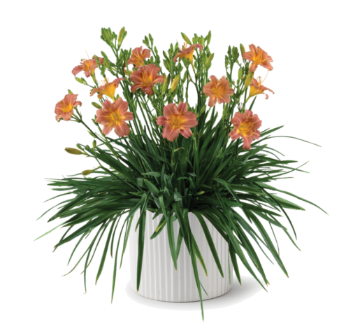 Endlesslily® Coral