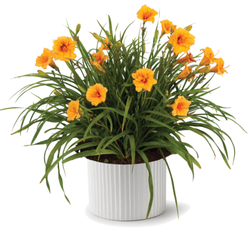 Endlesslily® Orange