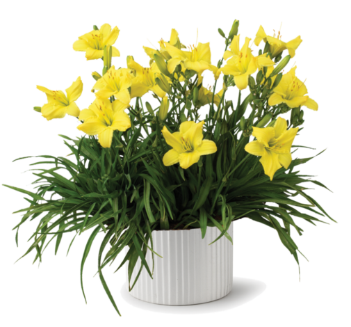 Endlesslily® Yellow