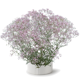 Festival® Pink Lady