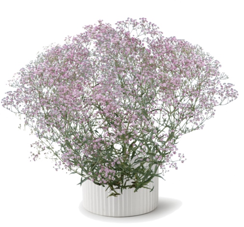Festival® Pink Lady