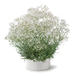 Festival® White