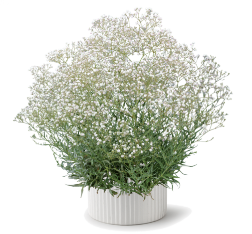 Festival® White