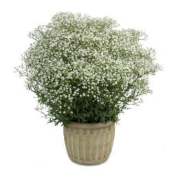 Festival® White Flare