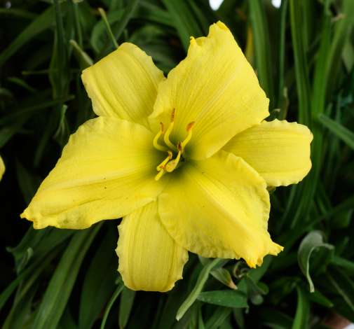 Endlesslily® Yellow