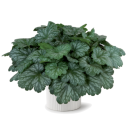 Kira™ Evergreen Forest