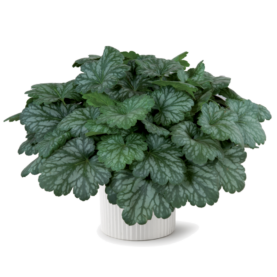 Kira™ Evergreen Forest