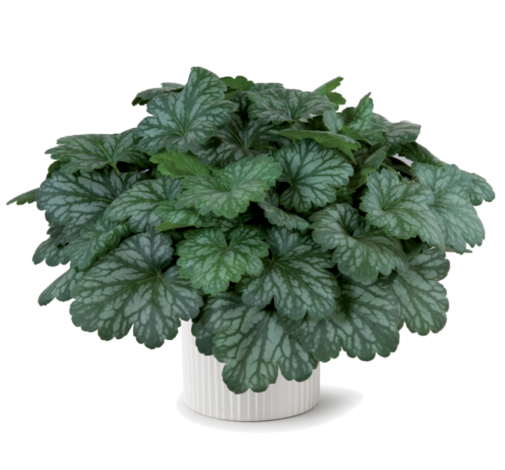 Kira™ Evergreen Forest