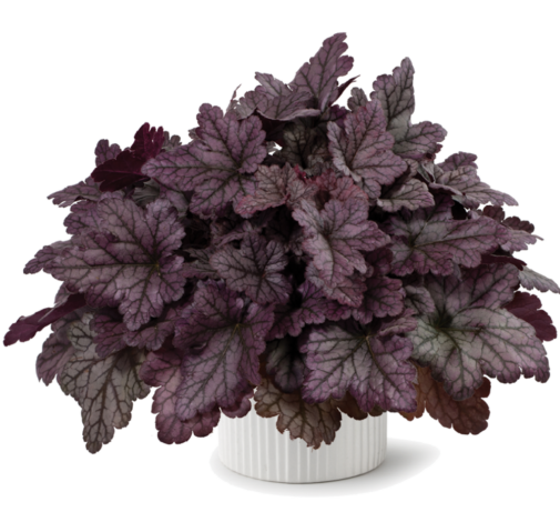 Kira™ Purple Rain Forest Improved