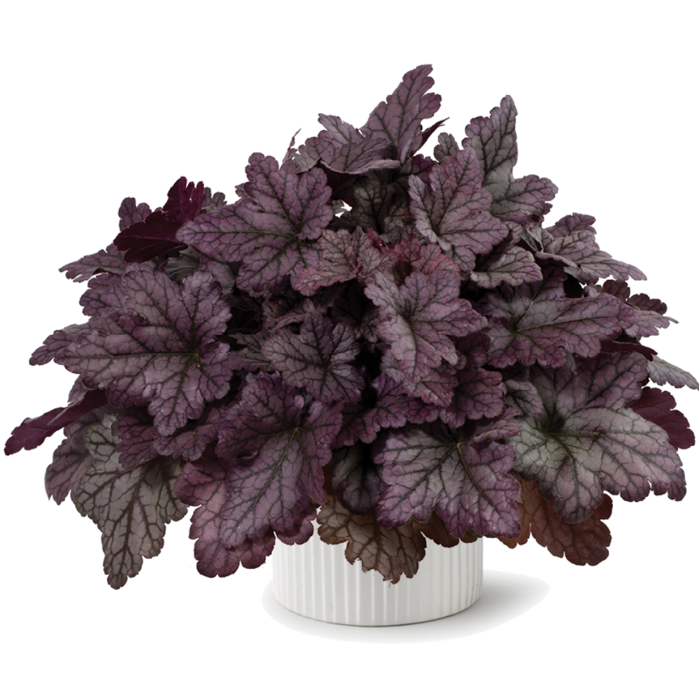 Kira™ Purple Rain Forest Improved