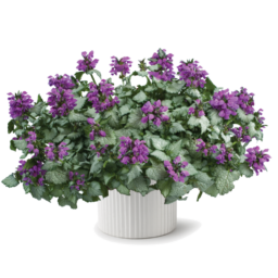 Lami™ Dark Purple
