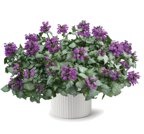 Lami™ Dark Purple
